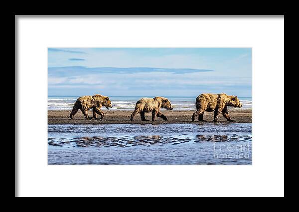 Bear Framed Print featuring the photograph Mama bear and her two cubs on the beach by Lyl Dil Creations