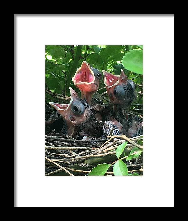 Baby Birds Framed Print featuring the photograph Mama feed me by Colette Lee