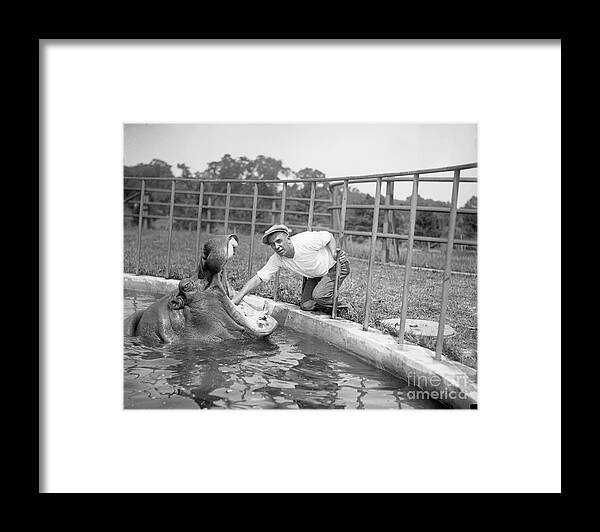 Hippopotamus Framed Print featuring the photograph Man Massaging Hippos Tonsils by Bettmann