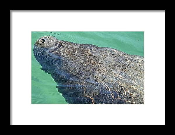 Manatee Framed Print featuring the photograph Manatee coming up for air Mexico MX by Toby McGuire