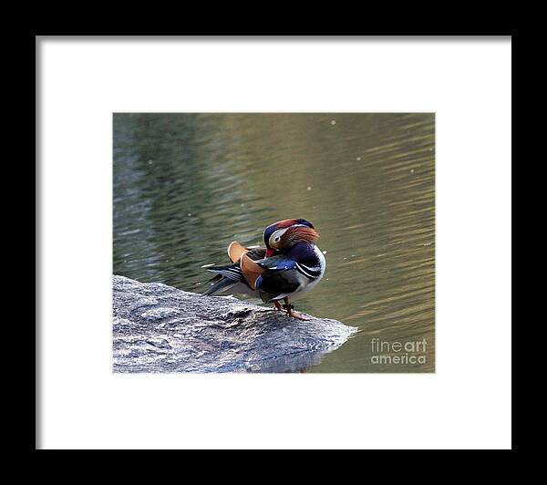 Mandarin Duck Framed Print featuring the photograph Mandarin Duck 3 by Patricia Youngquist
