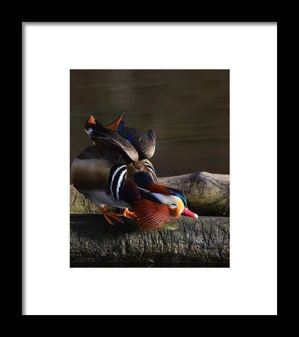 Bird Framed Print featuring the photograph Mandarin Duck by Anna Wan