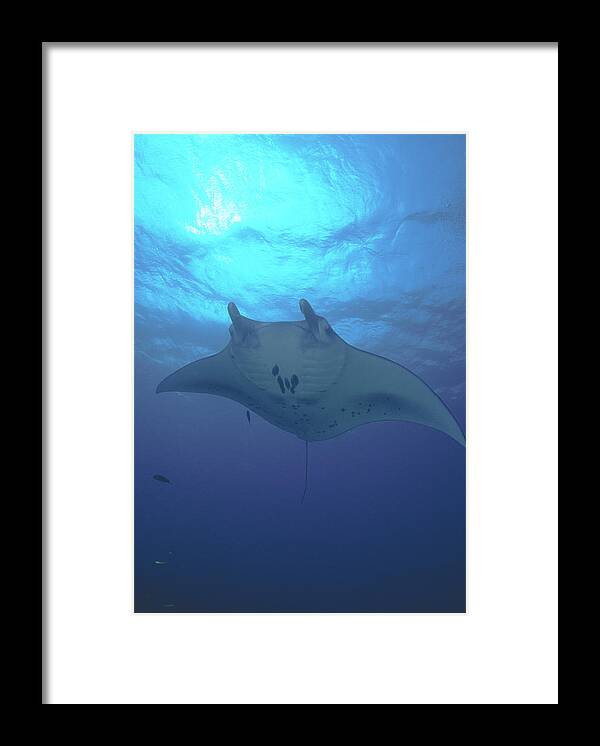 Blue Framed Print featuring the photograph Manta Ray, Micronesia, Yap by Stuart Westmorland