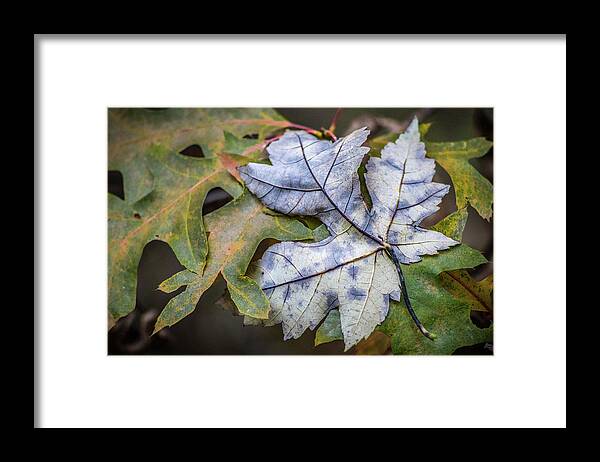 Archbold Framed Print featuring the photograph Maple And Oak by Michael Arend
