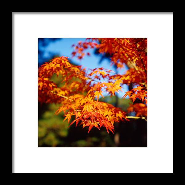 Orange Color Framed Print featuring the photograph Maple Leaf Blossom by ++++++