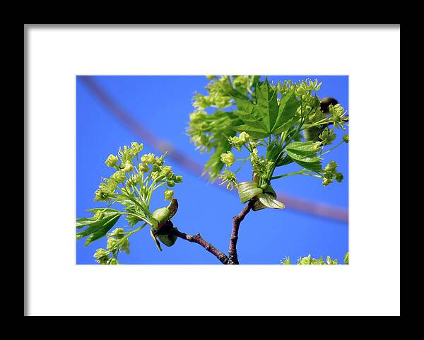 Spring Framed Print featuring the photograph Maple Leaves And Flowers by Johanna Hurmerinta