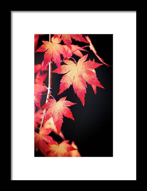 Autumn Framed Print featuring the photograph Maple on Black by Philippe Sainte-Laudy