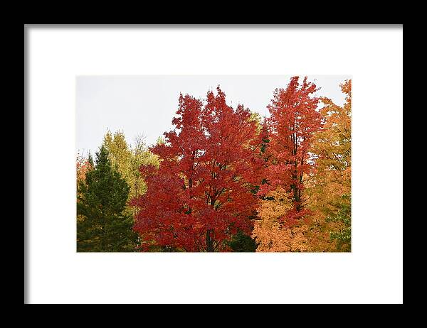 Maple. Red. Tree Framed Print featuring the photograph Maple Steals The Show by Hella Buchheim