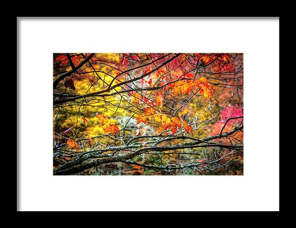 Appalachia Framed Print featuring the photograph Maples of Red and Gold by Debra and Dave Vanderlaan