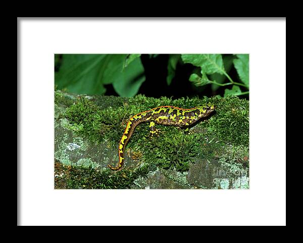 Animal Framed Print featuring the photograph Marbled Newt by Brian Gadsby/science Photo Library