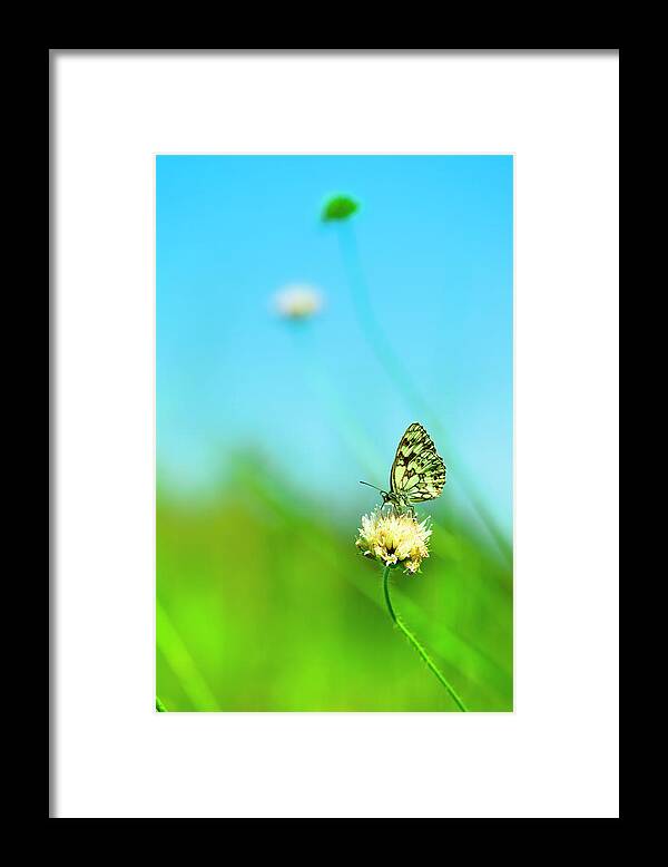 Insect Framed Print featuring the photograph Marbled White Butterfly Pollinating by Pawel.gaul