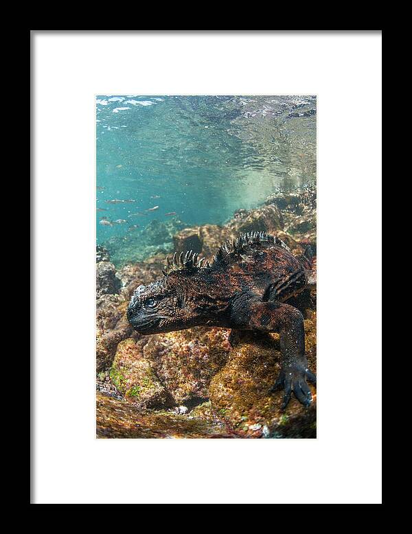 Animals Framed Print featuring the photograph Marine Iguana Underwater by Tui De Roy