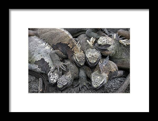 Animal Framed Print featuring the photograph Marine Iguanas Huddling On Puna Espinosa by Tui De Roy