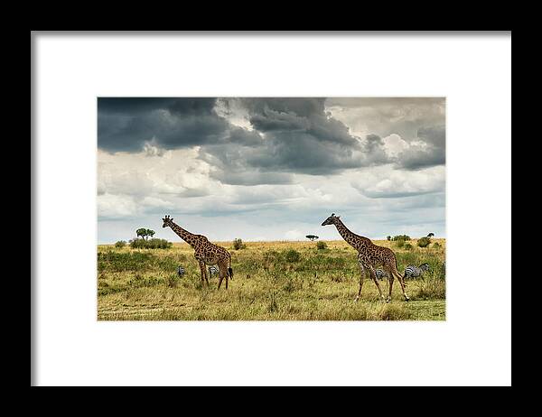 Scenics Framed Print featuring the photograph Masai Giraffes Against Stormy Sky by Mike Hill