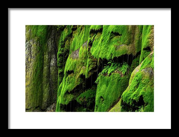 Texas Wildflowers Framed Print featuring the photograph Mask Of Moss II by Johnny Boyd