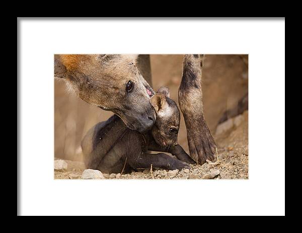 Wildlife Framed Print featuring the photograph Maternal Intake by Fabio Ferretto