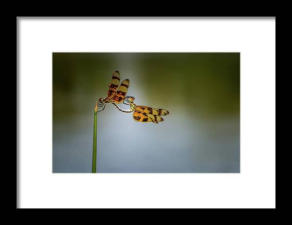 Nature Framed Print featuring the photograph Mating Dragonflies by Joe Leone