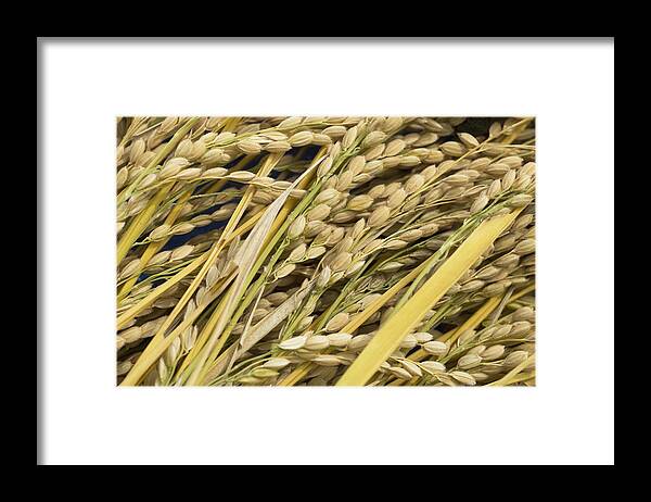 Outdoors Framed Print featuring the photograph Mature Rice by Wataru Yanagida
