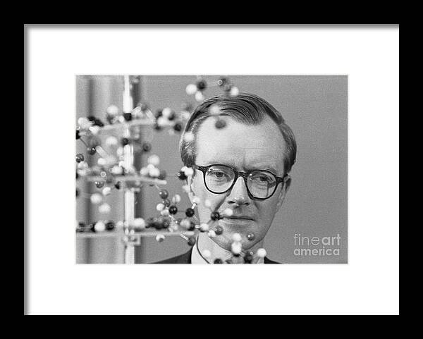 Mature Adult Framed Print featuring the photograph Maurice Wilkins With Molecular Model by Bettmann