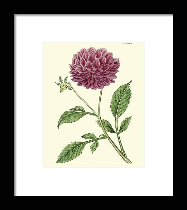 Botanical Framed Print featuring the painting Mauve Beauty II by Curtis