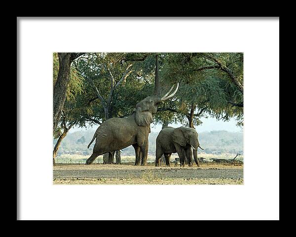 Ature Framed Print featuring the photograph Maximum Extension by Giuseppe Damico