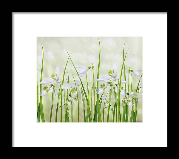Snowdrop Framed Print featuring the photograph Meadow Of Snowdrops by Sharon Williams