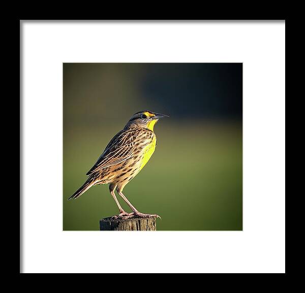Nature Framed Print featuring the photograph Meadowlark No 1 by Steve DaPonte
