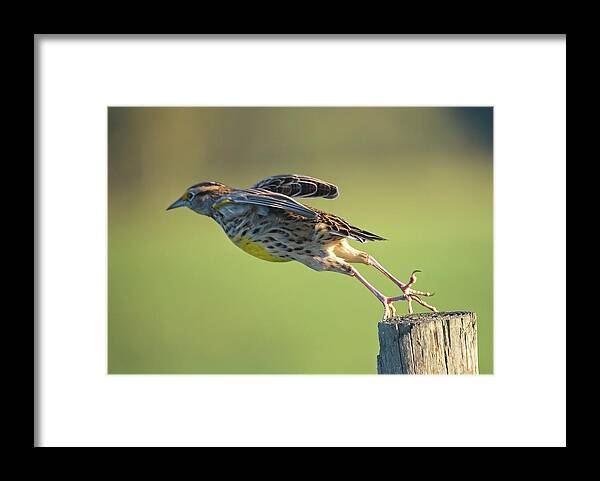 Nature Framed Print featuring the photograph Meadowlark No 2 by Steve DaPonte