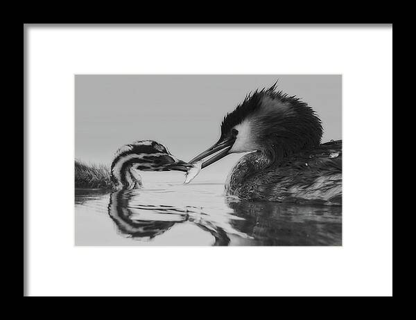 Grebe Framed Print featuring the photograph Meal From Mother by Mountain Dreams