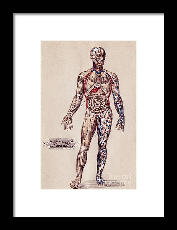 Art Framed Print featuring the photograph Medical Diagram Of A Mans Body by Bettmann