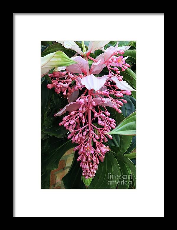 Flower Framed Print featuring the photograph Medinilla Magnifica Spectacular Flower by Teresa Zieba