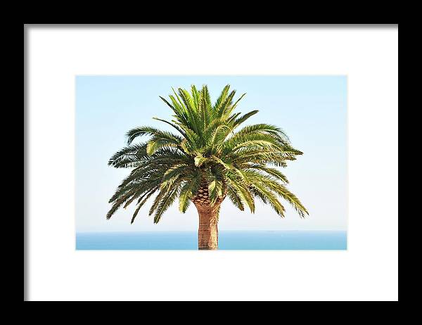 Clear Sky Framed Print featuring the photograph Mediterranean Palm Tree by Nicolas Emery