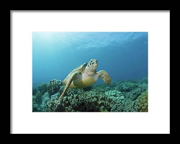 Underwater Framed Print featuring the photograph Meeting by Nature, Underwater And Art Photos. Www.narchuk.com