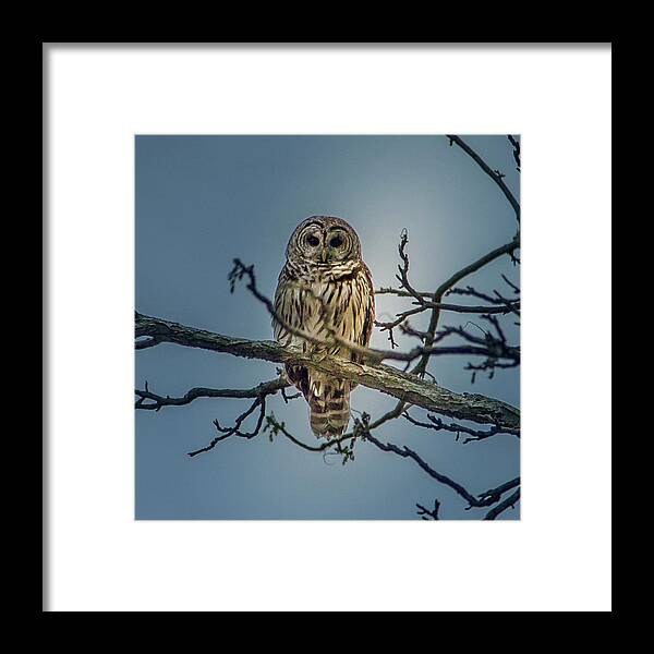 Owl Framed Print featuring the photograph Merlin by David Wagenblatt