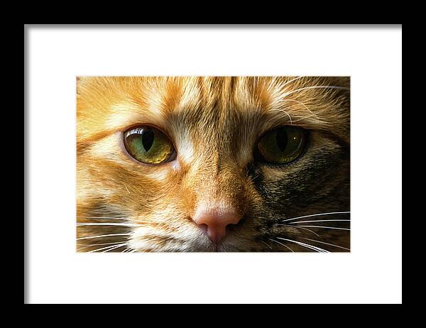Cat Framed Print featuring the photograph Mesmeriser by Tikvah's Hope