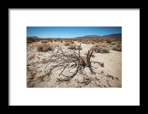 Anza-borrego Desert State Park Framed Print featuring the photograph Mesquite in the Desert Sun by Mark Duehmig