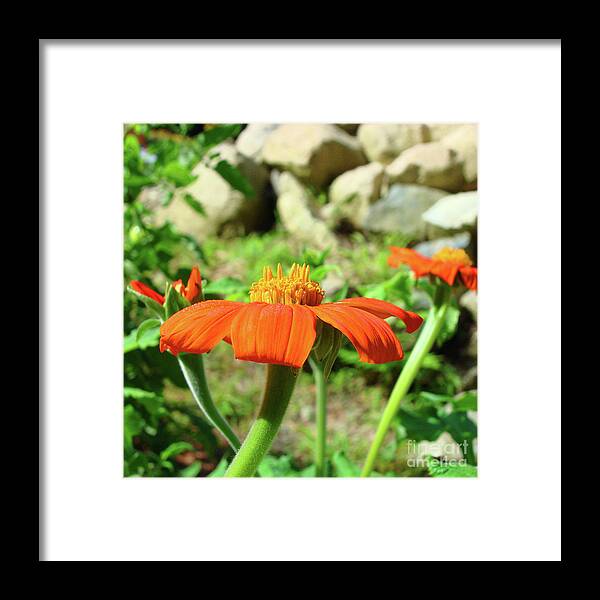 Mexican Sunflower Framed Print featuring the photograph Mexican Sunflower 20 by Amy E Fraser
