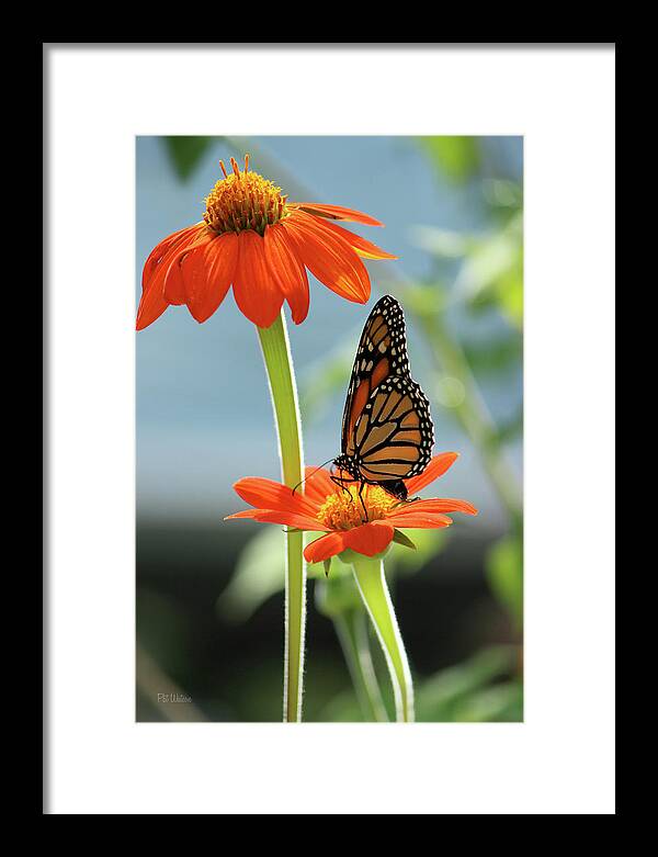 Flower Framed Print featuring the photograph Mexican Sunflower Feast by Pat Watson