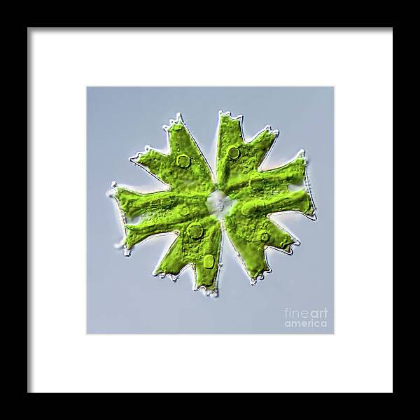Alga Framed Print featuring the photograph Micrasterias Crux-melitensis by Gerd Guenther/science Photo Library