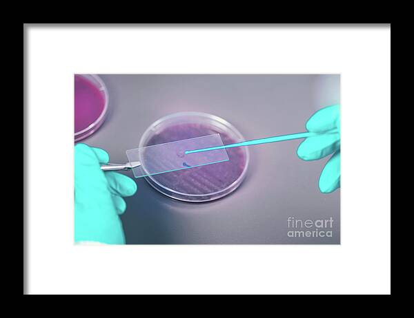 Microbiology Framed Print featuring the photograph Microbiologist Taking Bacterial Sample by Microgen Images/science Photo Library