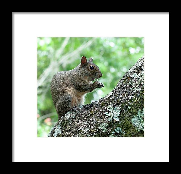 Eastern Grey Squirrel Framed Print featuring the photograph Mid Morning Snack by Norman Johnson