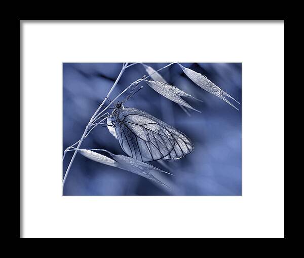 Insect Framed Print featuring the photograph Mimicry... by Thierry Dufour