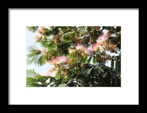 Mimosa Framed Print featuring the photograph Mimosa Tree Flowers by Christopher Lotito