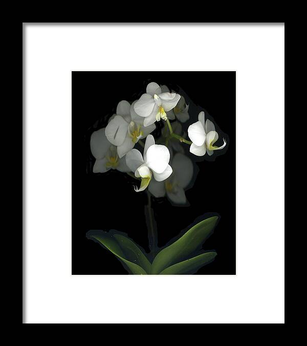White Orchid Flowers Framed Print featuring the painting Mini White Orchids by Susan S. Barmon