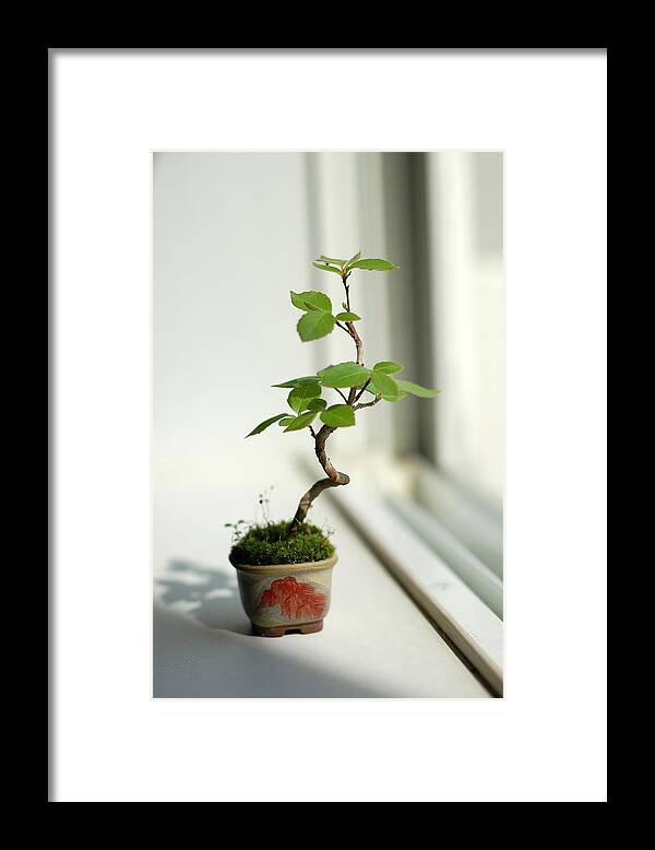 Shadow Framed Print featuring the photograph Miniature Bonsai Tree In Sun by Joel Rodgers