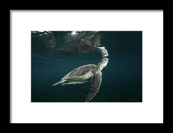 Miror
Reflection
Underwater
Nature
Reptile
Wildlife
Ocean
Lagoon
Green Turtle Framed Print featuring the photograph Miror Miror by Serge Melesan