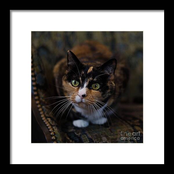 Calico Cat Framed Print featuring the photograph Mischa by Irina ArchAngelSkaya