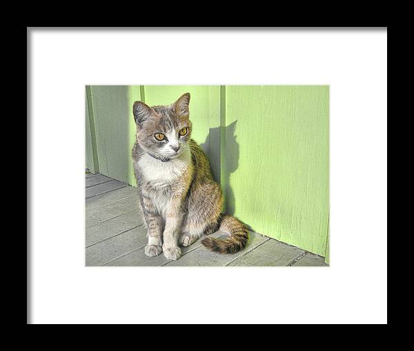 A Framed Print featuring the photograph Miss Esmeralda by JAMART Photography