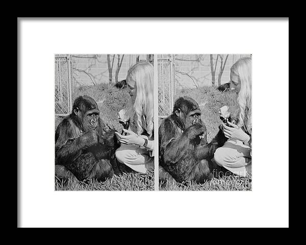 Education Framed Print featuring the photograph Miss Patterson And Koko by Bettmann