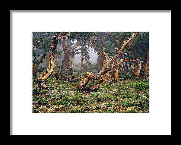 Ancient Framed Print featuring the photograph Misty Morning Bristlecone Pines by Smo